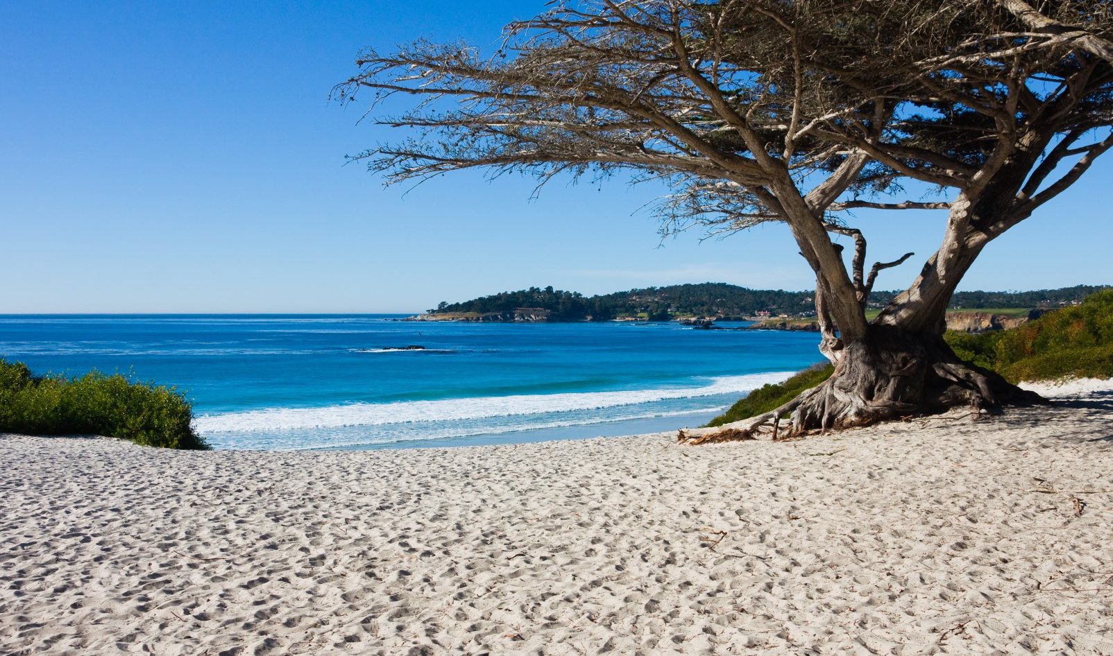 bigs-Carmel-City-Beach-with-tree-5860385-Large-e1491340866950